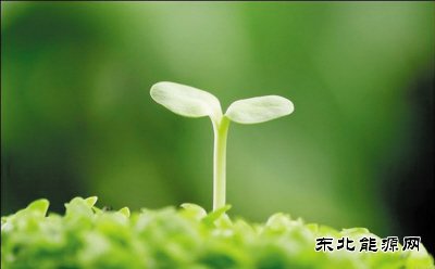 诗歌：生命
